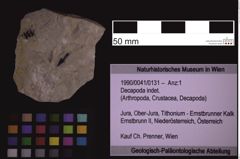 Foto (Objekt + Etiketten) von Decapoda indet. (NHMW-GEO-1990-0041-0131)